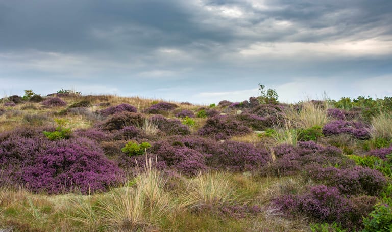 Bloeiende heide in het Zwanenwater Bloeiende heide in het Zwanenwater