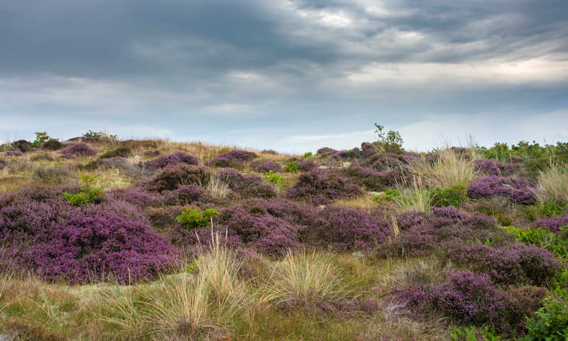 Bloeiende heide in het Zwanenwater 