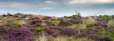 Bloeiende heide in het Zwanenwater Bloeiende heide in het Zwanenwater