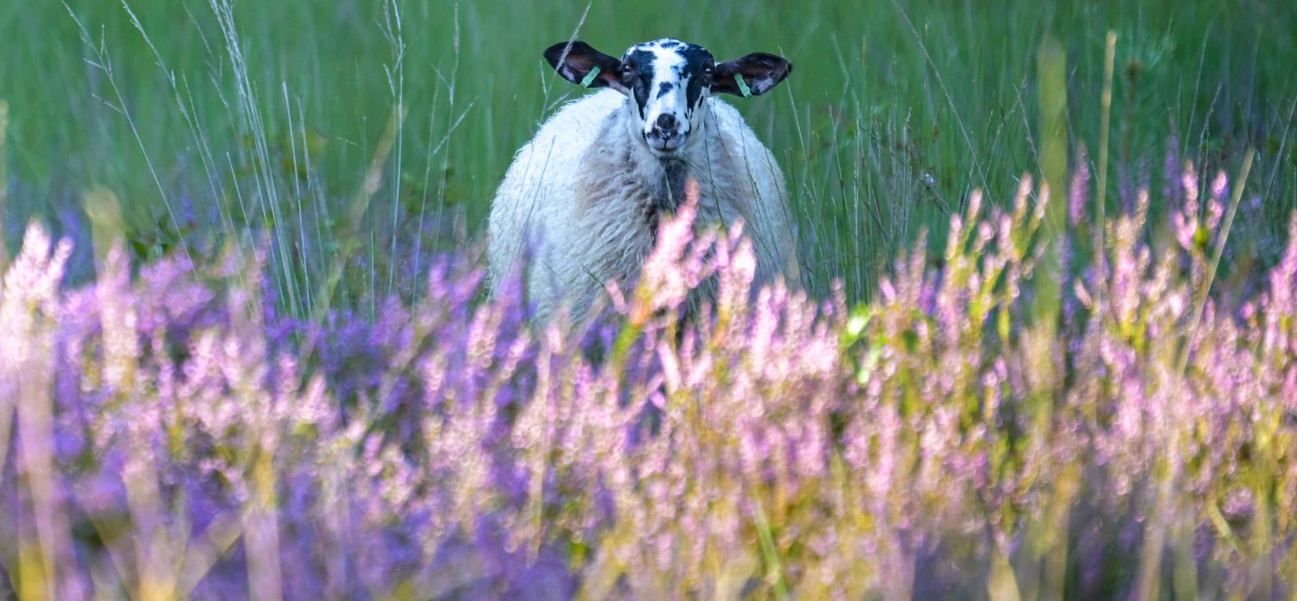 heide buurserzand heide buurserzand