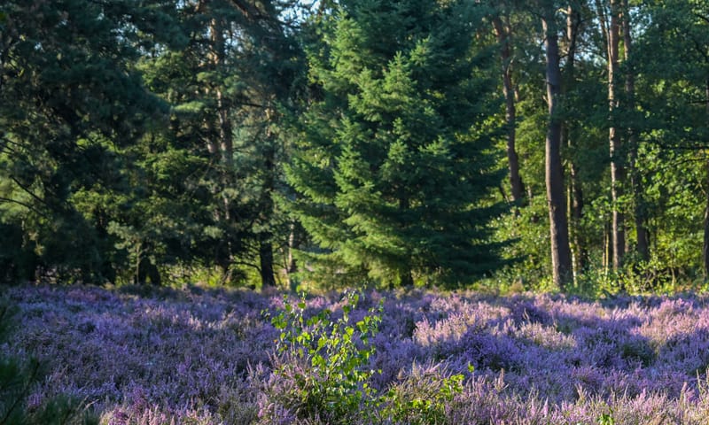 Heide Heide