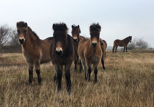 Exmoor pony