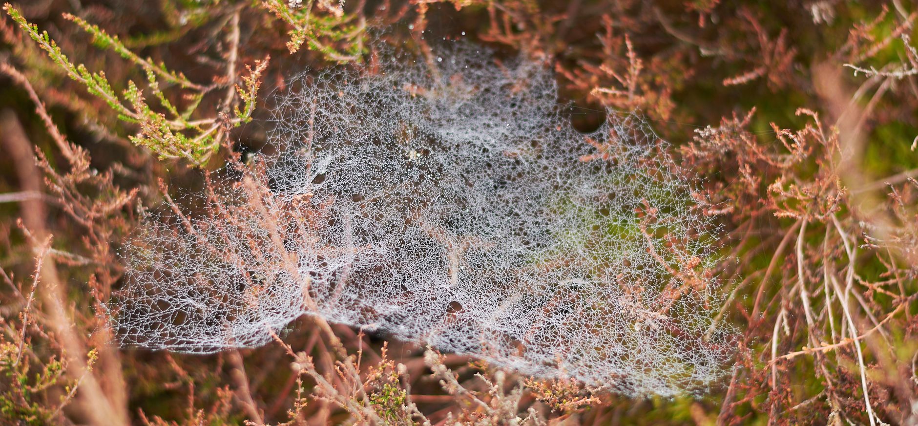 Spinneweb Spinneweb