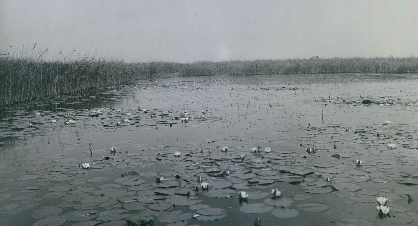 Naardermeer - historisch beeld