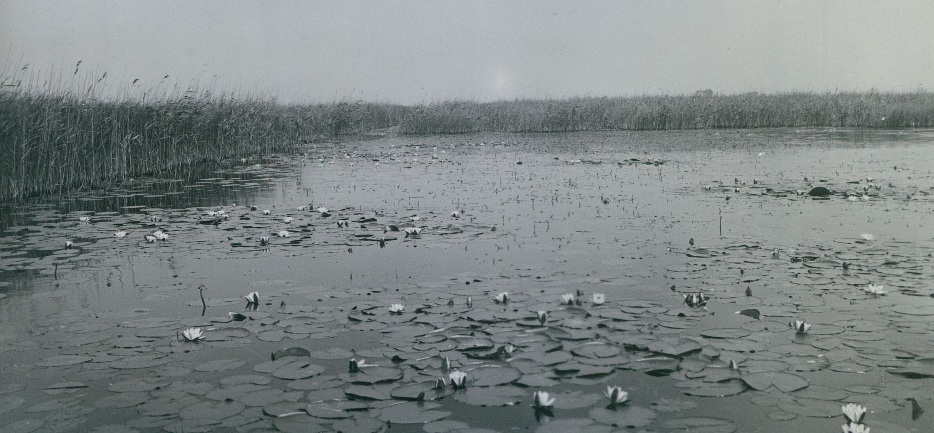 Naardermeer - historisch beeld