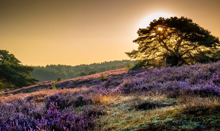 Heide in bloei