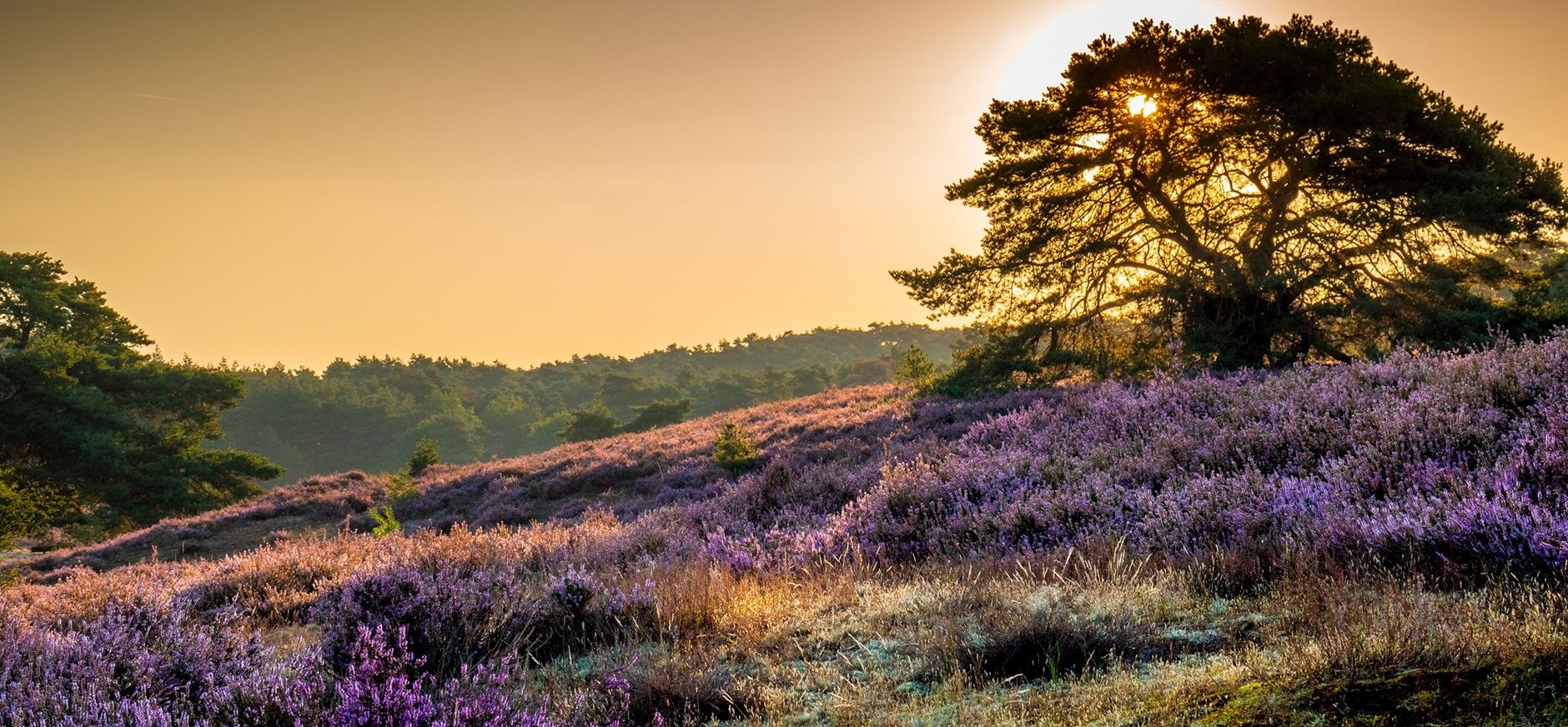 Heide in bloei
