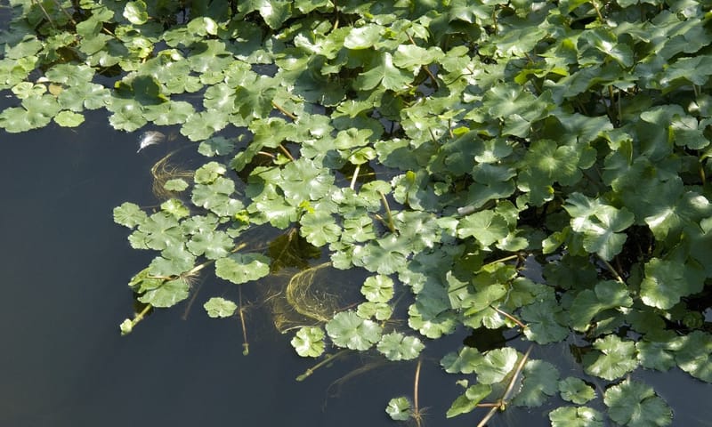 Grote waternavel Grote waternavel