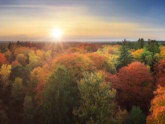 Kaapse bossen in de herfst