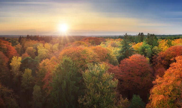 Kaapse bossen in de herfst