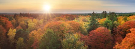 Kaapse bossen in de herfst