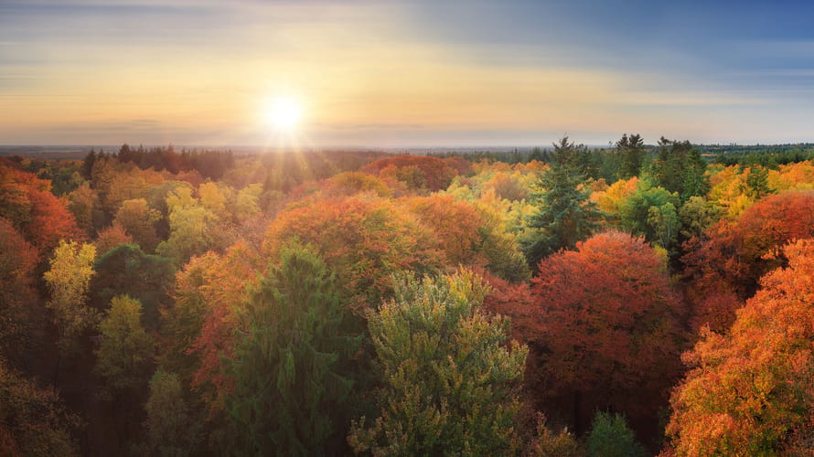 Kaapse bossen in de herfst