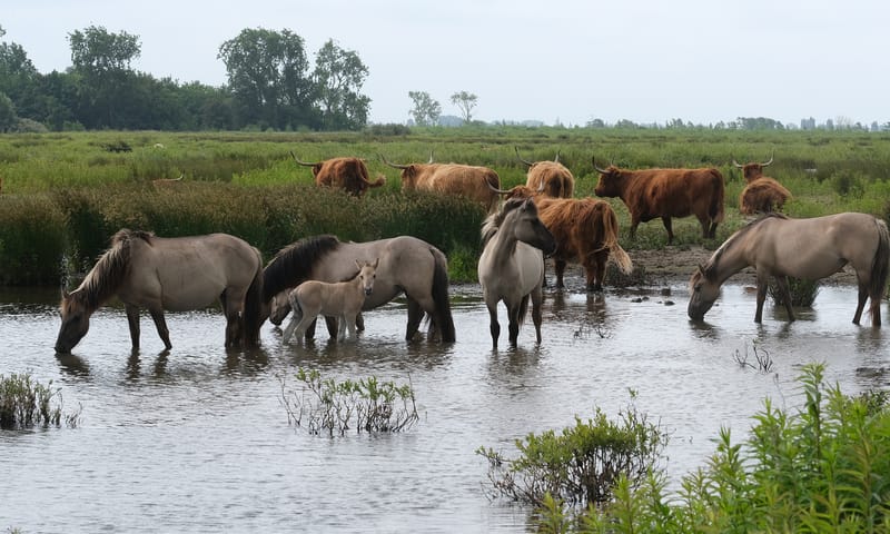 Konikpaarden en Schotse hooglanders Tiengemeten Konikpaarden en Schotse hooglanders Tiengemeten
