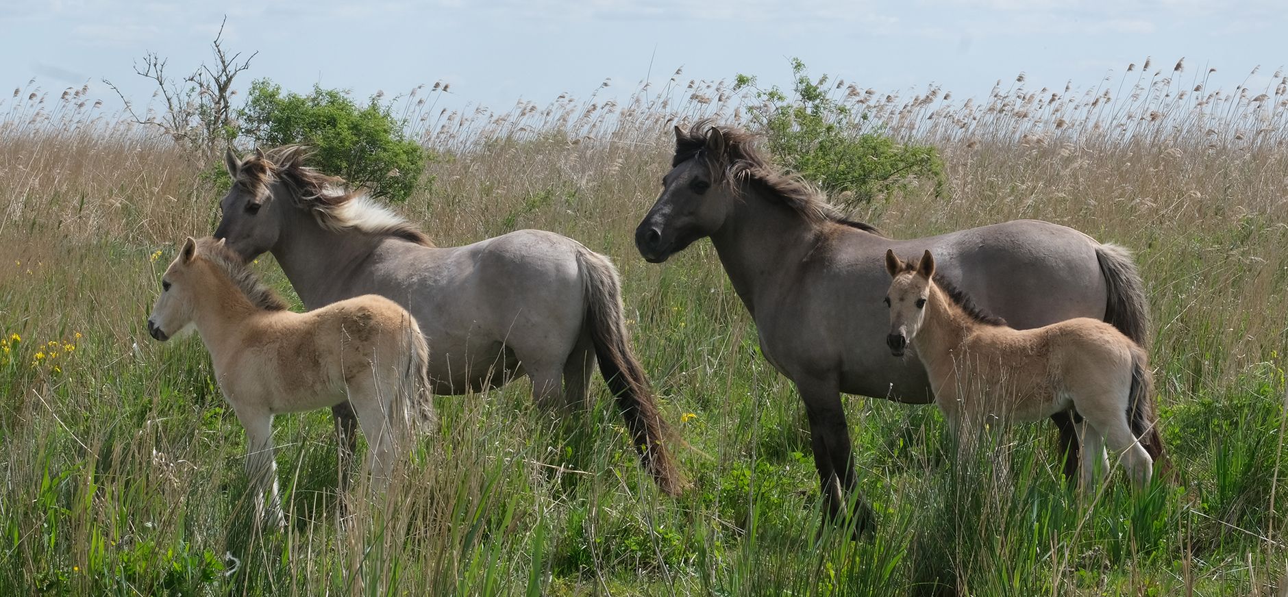 Konikpaarden met veulens op Tiengemeten Konikpaarden met veulens op Tiengemeten