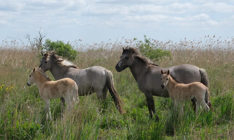 Konikpaarden met veulens op Tiengemeten