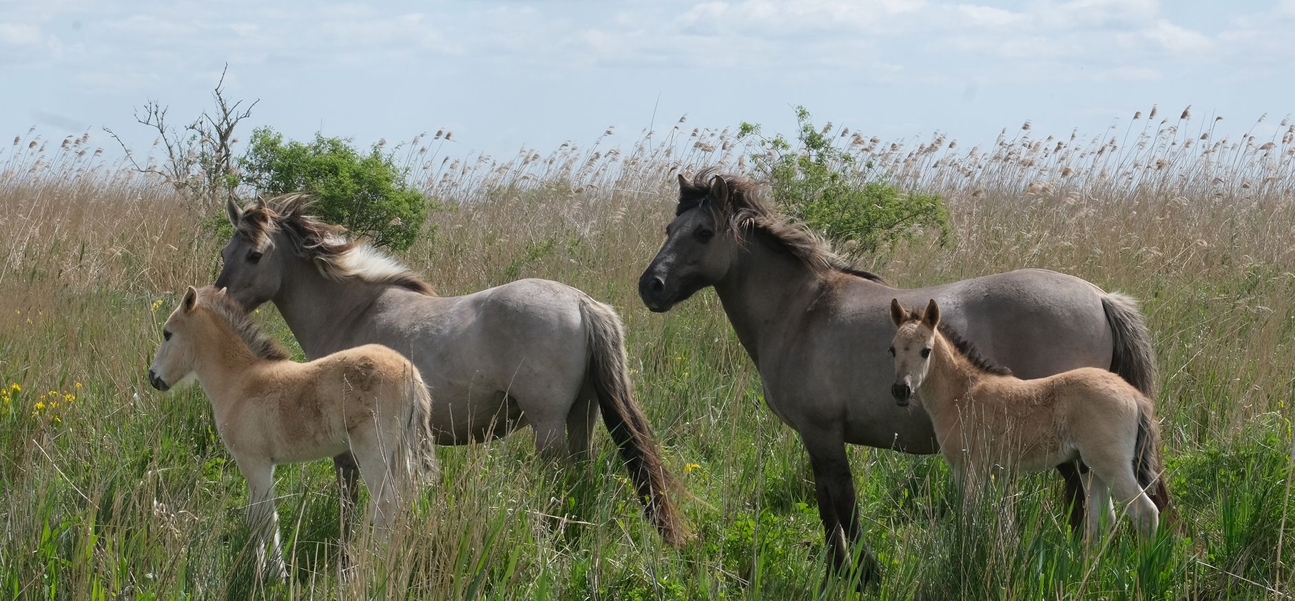 Konikpaarden met veulens op Tiengemeten Konikpaarden met veulens op Tiengemeten