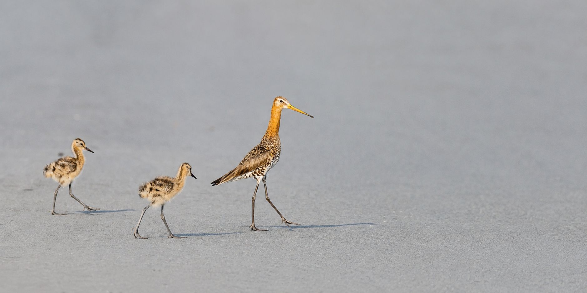 Vogel met kuikens