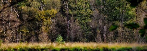 Oude Buisse Heide