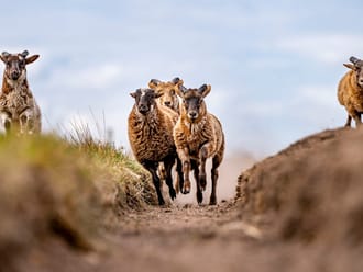 Schapen rennen over zandpad