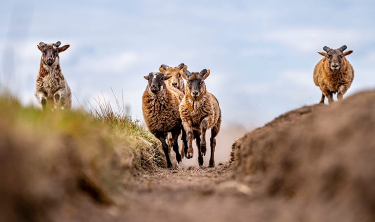 Schapen rennen over zandpad