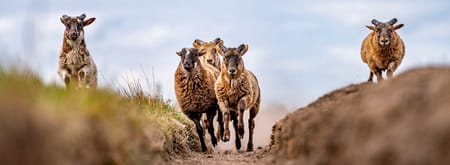 Schapen rennen over zandpad