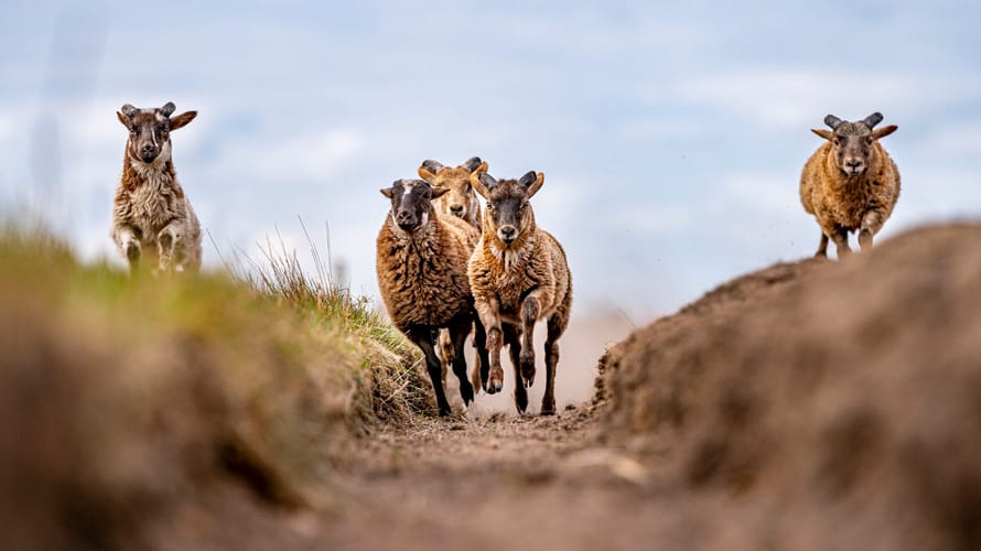 Schapen rennen over zandpad