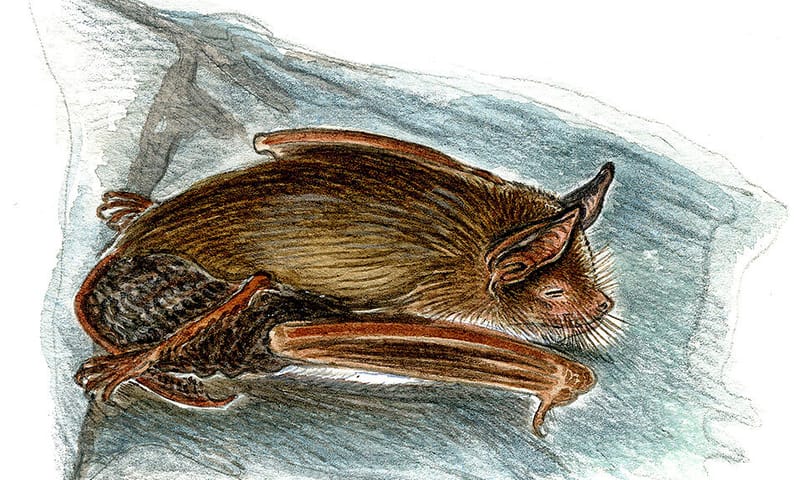 Tekening van een baardvleermuis