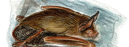 Tekening van een baardvleermuis