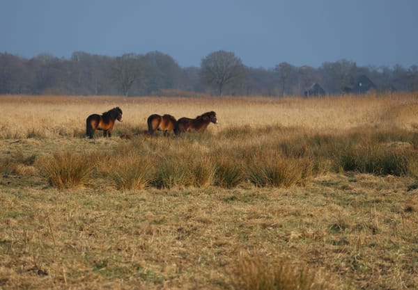 Exmoor pony de Onlanden