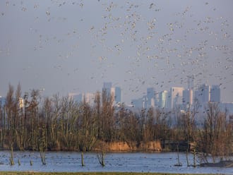 Ackerdijkse Plassen in de herfst