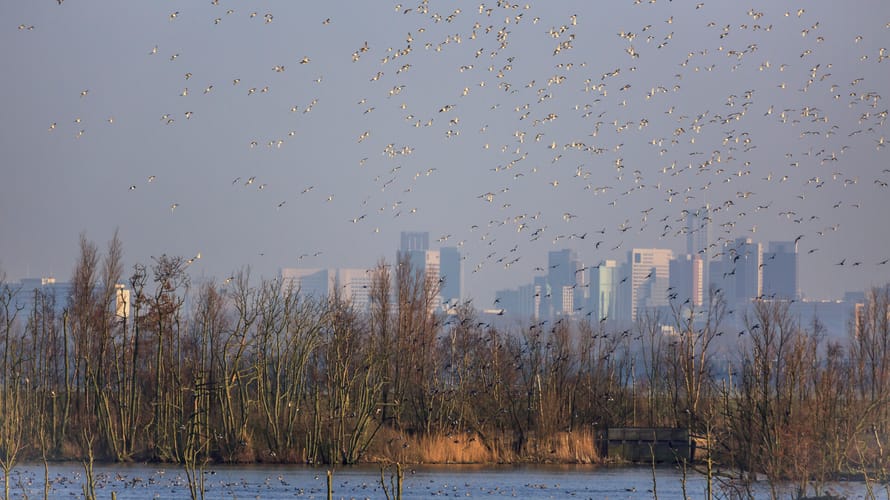 Ackerdijkse Plassen in de herfst