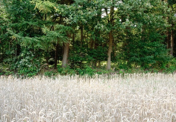 Akker met graan aan de rand van het bos