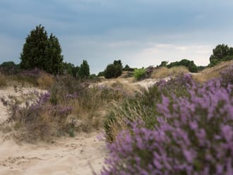 Heide, stuifzand en op de achtergrond jeneverbesstruiken