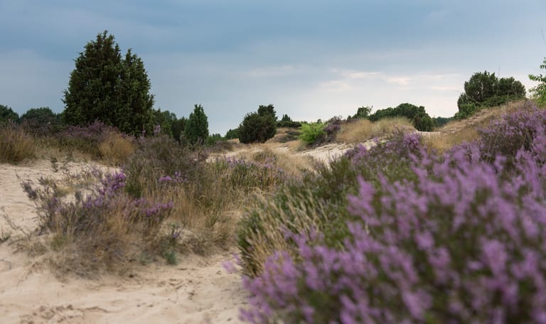Heide, stuifzand en op de achtergrond jeneverbesstruiken
