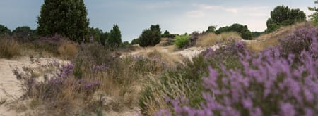 Heide, stuifzand en op de achtergrond jeneverbesstruiken 