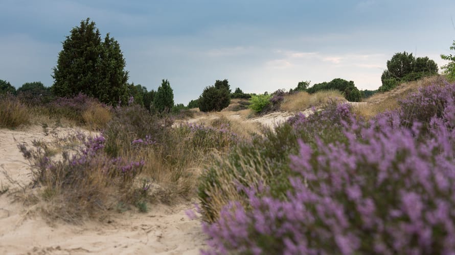 Heide, stuifzand en op de achtergrond jeneverbesstruiken 
