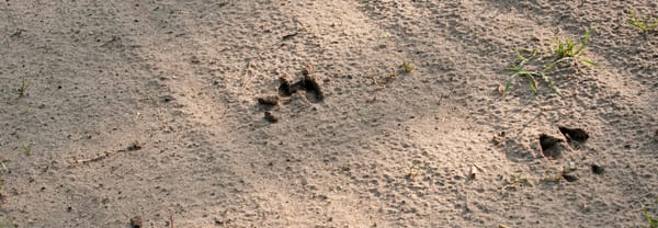 Sporen van een ree in het zand
