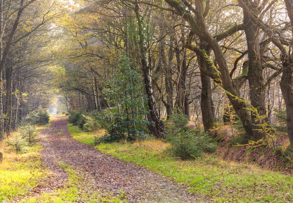Wandelpad door een laan in de herfst