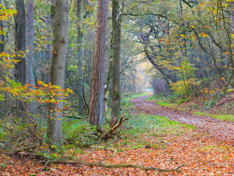 Bos in de herfst