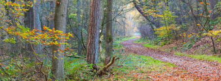 Bos in de herfst