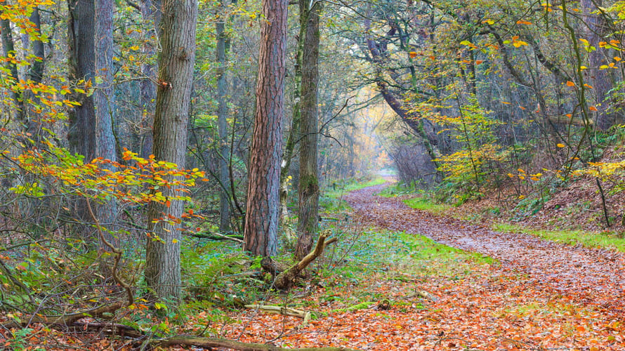 Bos in de herfst