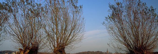 Knotwilgen