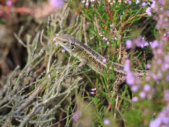 zandhagedis op de heide zandhagedis op de heide