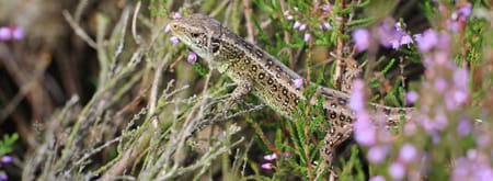zandhagedis op de heide zandhagedis op de heide