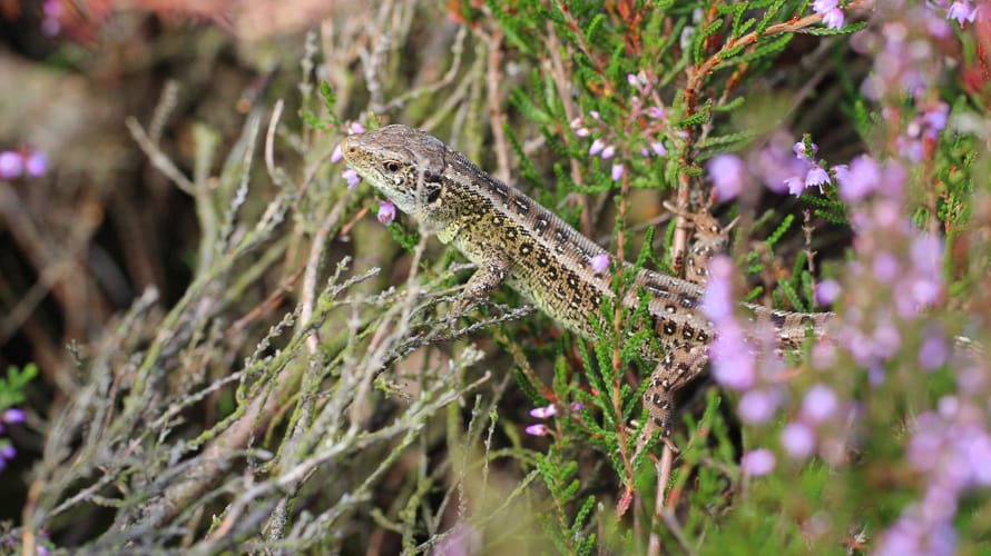 zandhagedis op de heide