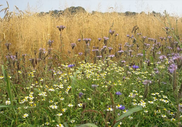 Akker met rogge en bloemen 