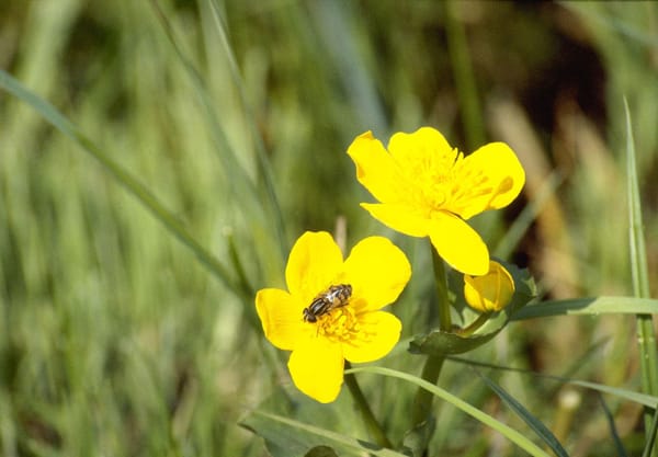 gele dotterbloemen