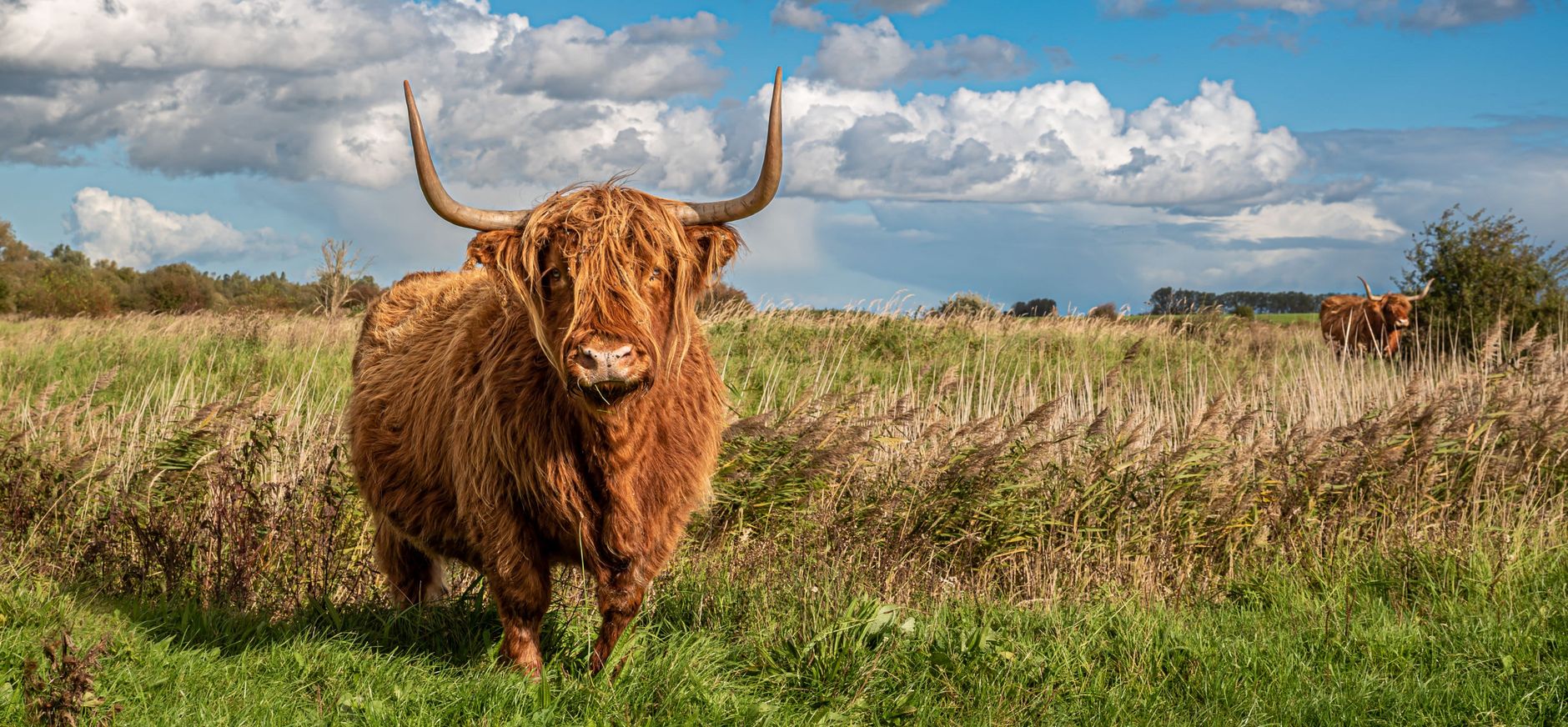 Dintelse Gorzen Hooglander
