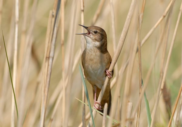 Snor in het riet