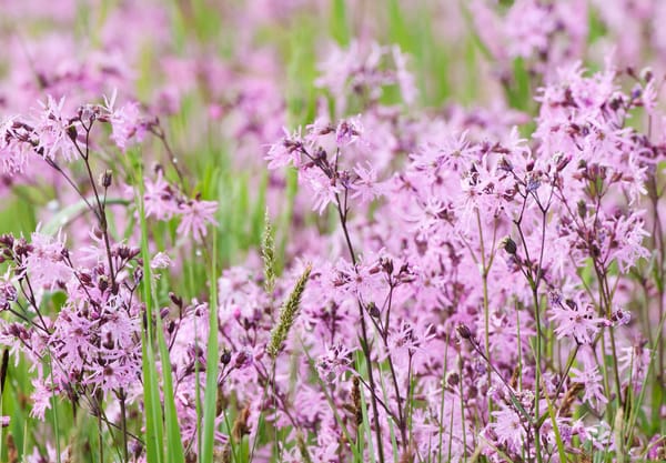 koekoeksbloem